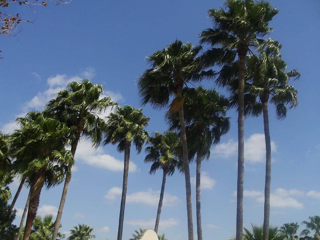 Famosas palmas de McAllen, Texas. Foto por Flickr/Creative Commons/Alex Wathen/Via/https://flic.kr/p/9qSDxz