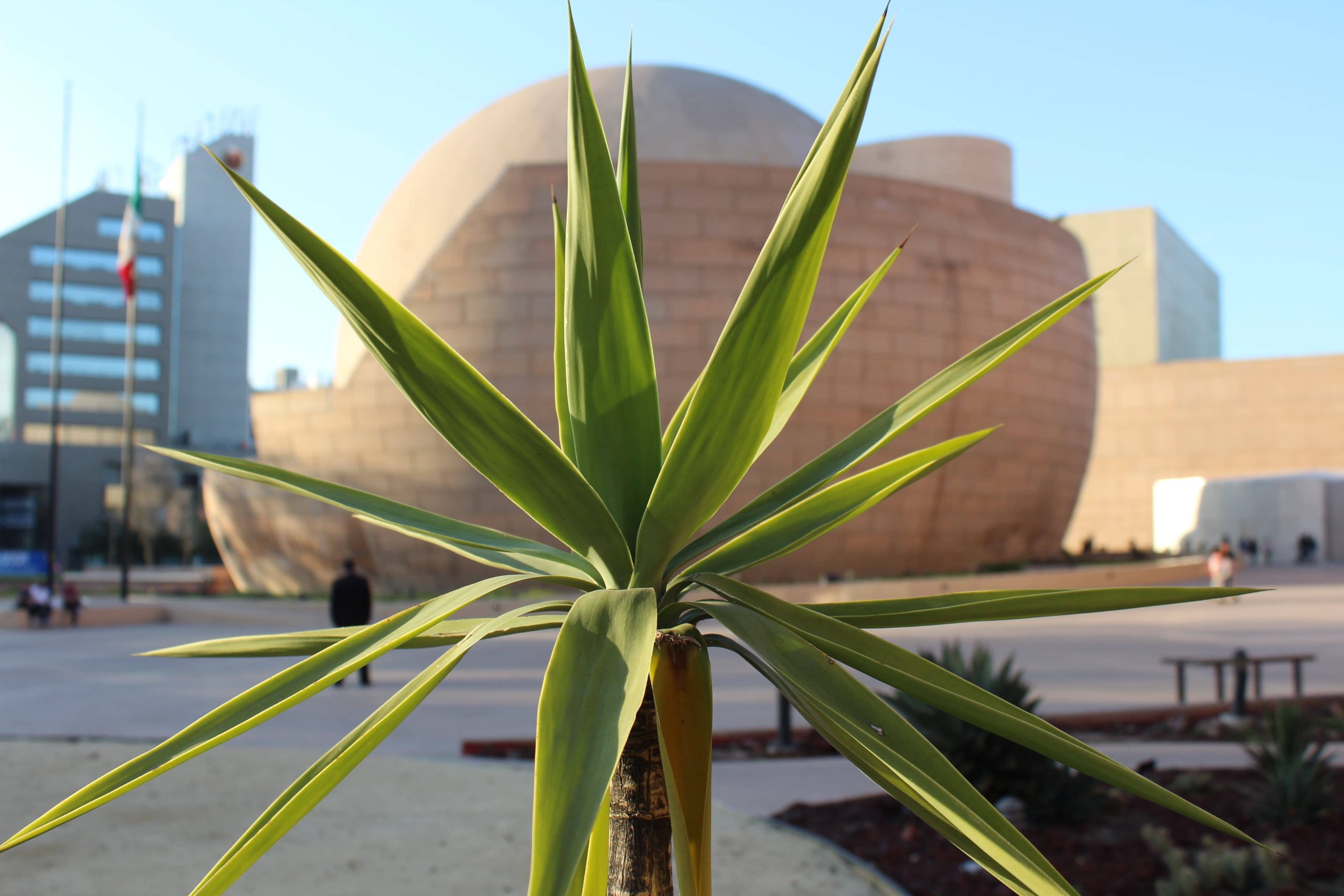 Tijuana destino favorito para Año Nuevo